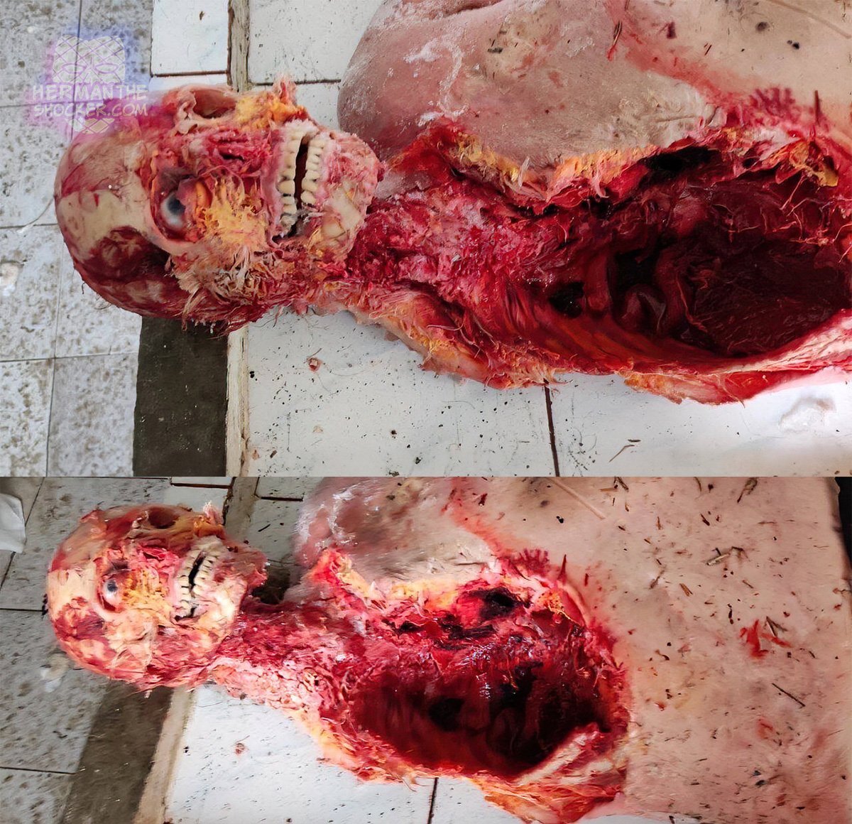 Ukraine Russia War Animal Interference