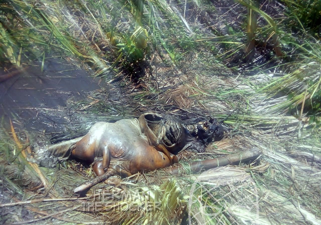 Decomposed body Mexico