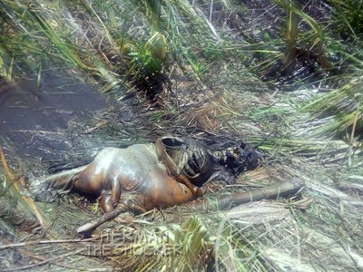 Decomposed body Mexico 