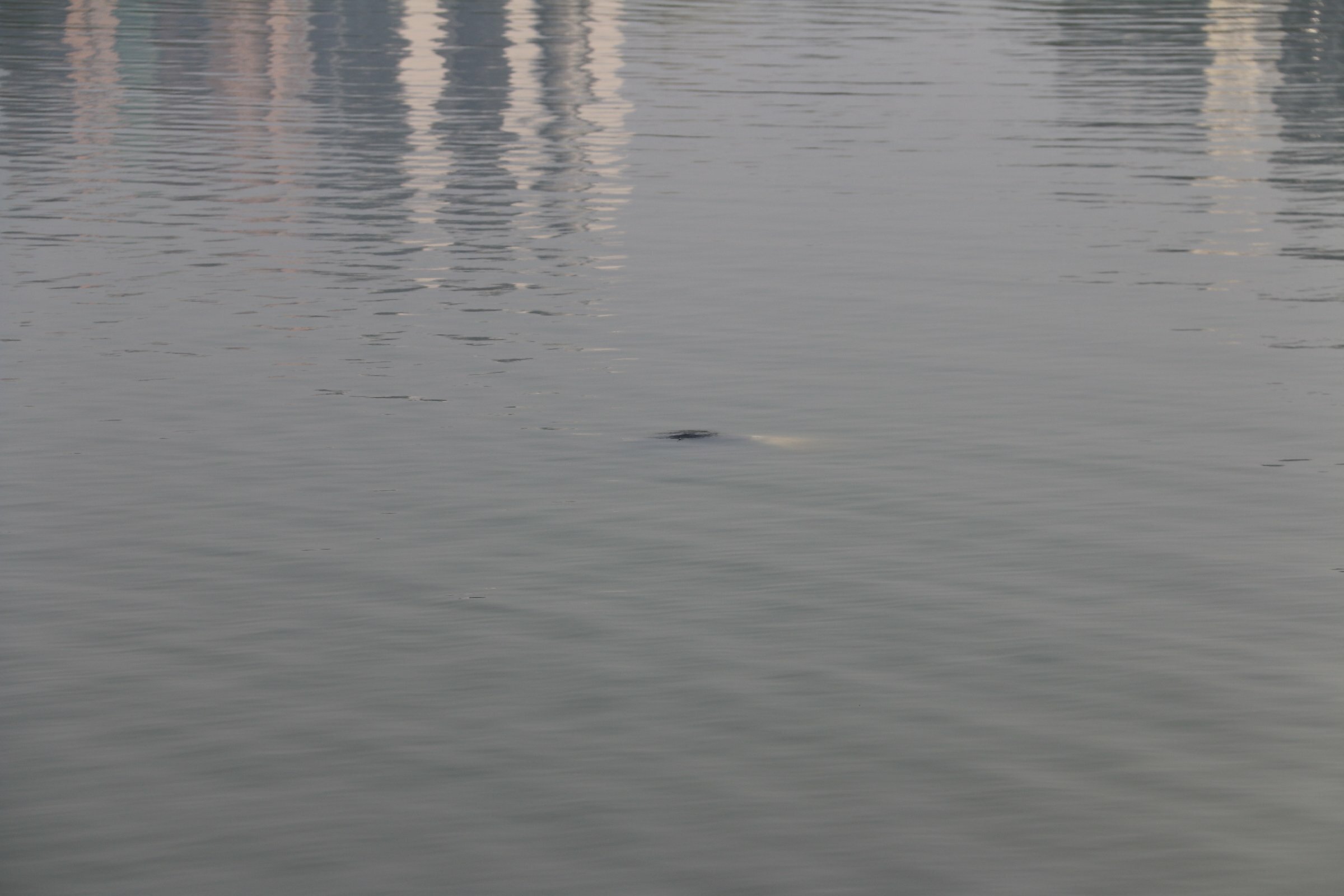 Chinese Woman Drowned