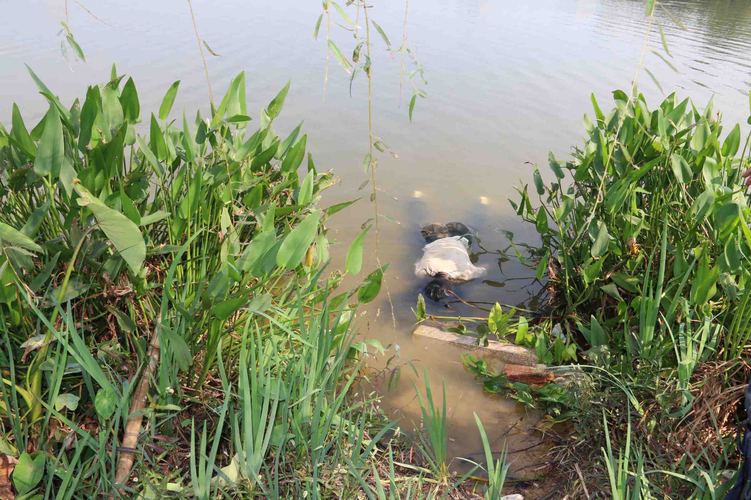 Chinese Woman Drowned