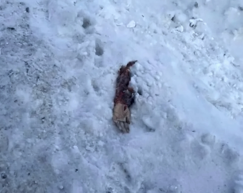 Russian woman got her head crushed by large mining truck