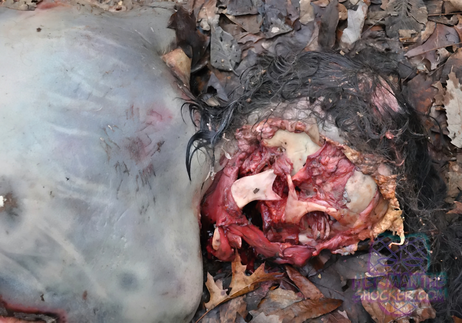 Raccoon Scavenging On A Human Corpse