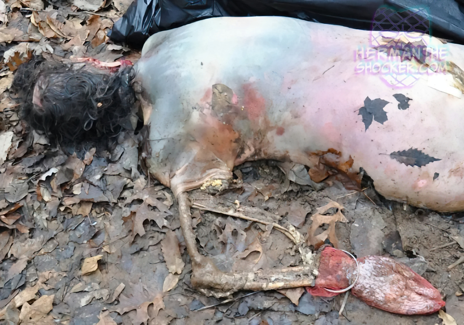 Raccoon Scavenging On A Human Corpse