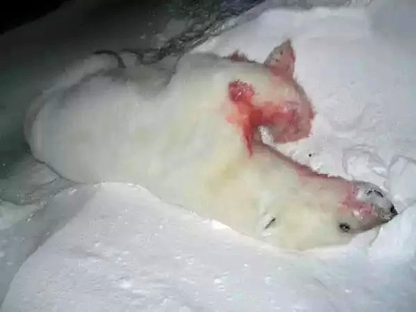 DAMN: Polar Bear Attack