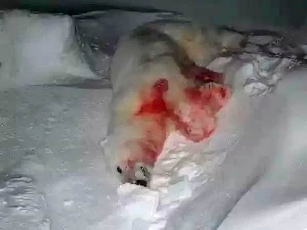 DAMN: Polar Bear Attack