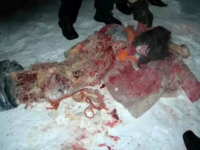 DAMN: Polar Bear Attack