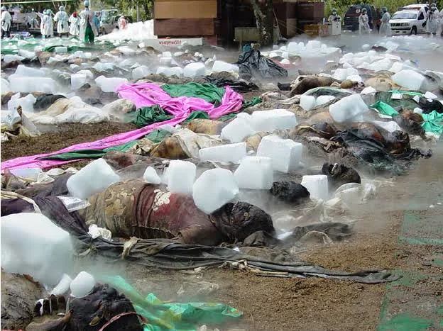 Aftermath of the Indian Ocean Earthquake and Tsunami