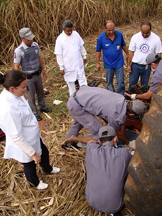Sugarcane shredder accident