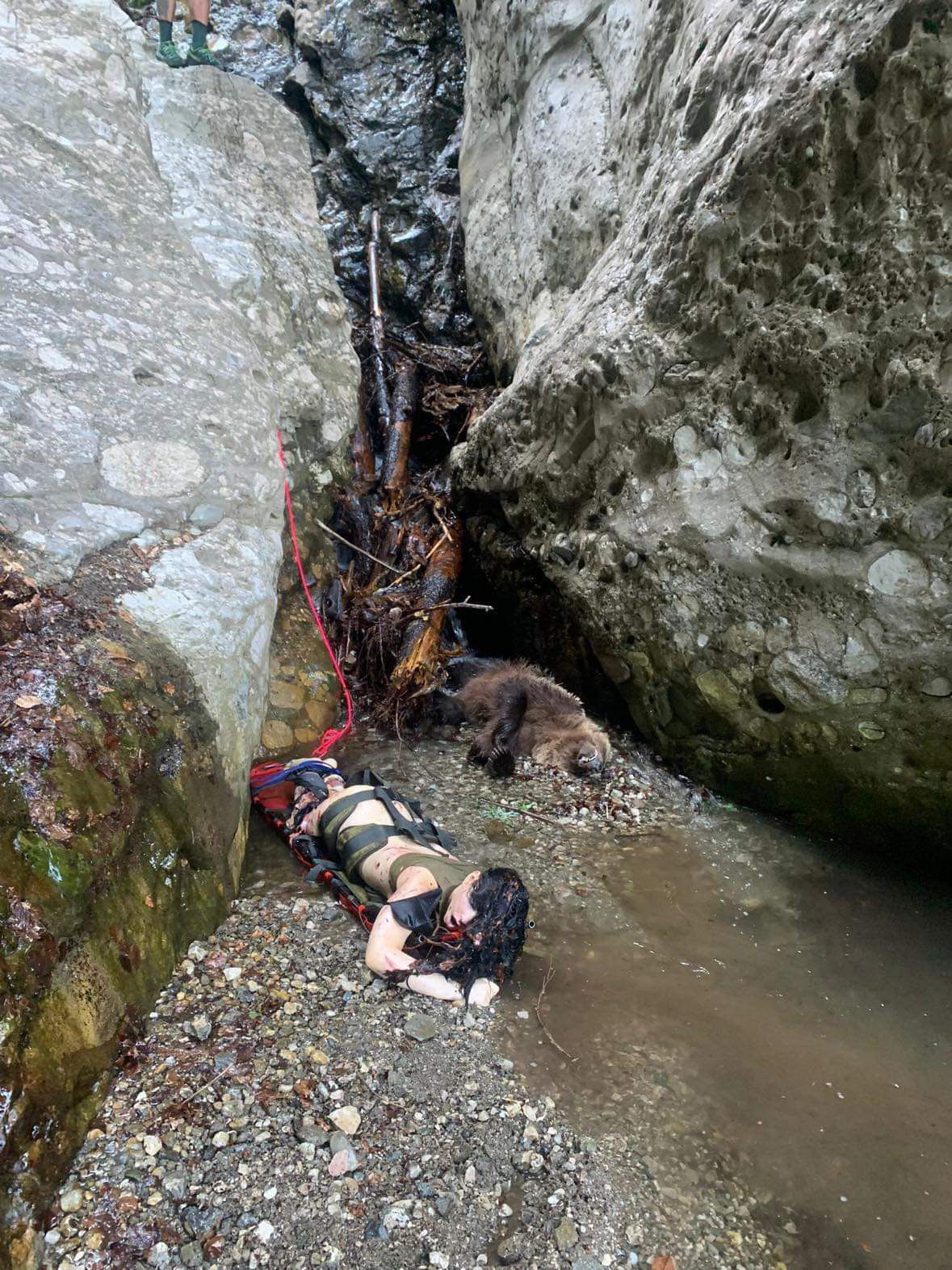 Woman killed by bear in Romania