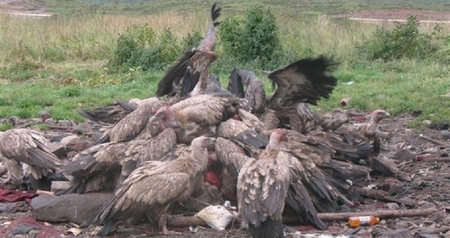 Tibetan Funeral Service Prepares Lunch for Vultures