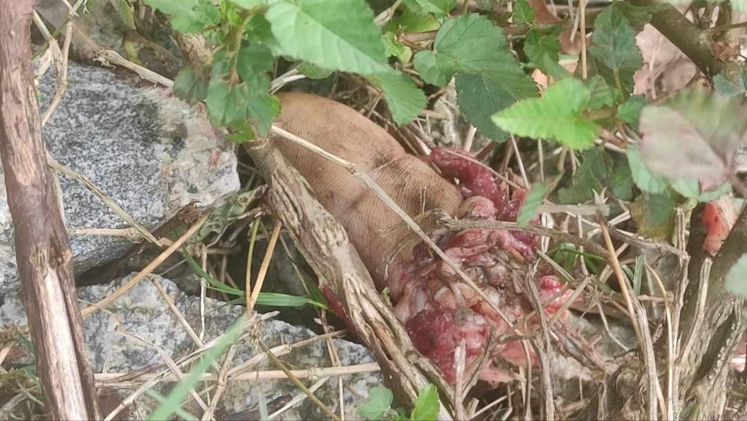 He Tried To Outrun The Train