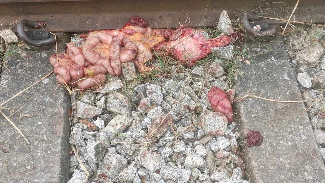 He Tried To Outrun The Train