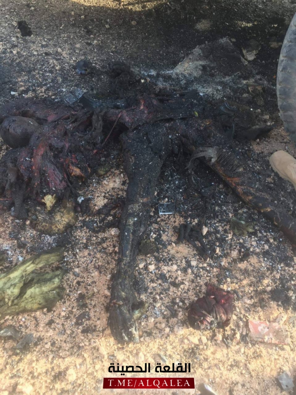 4 pigs isis killed in western Iraq