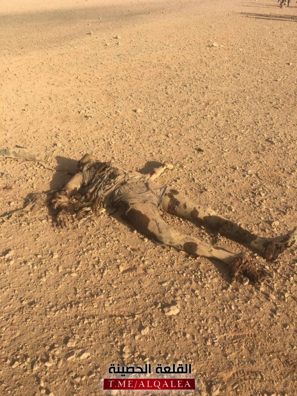 4 pigs isis killed in western Iraq