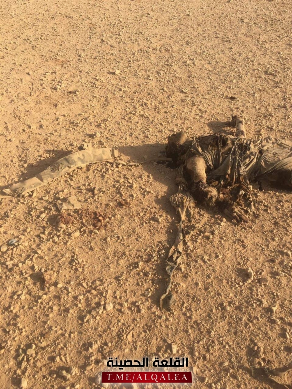 4 pigs isis killed in western Iraq