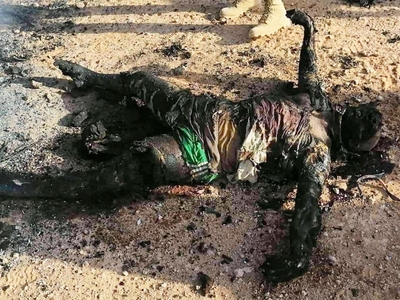 4 pigs isis killed in western Iraq