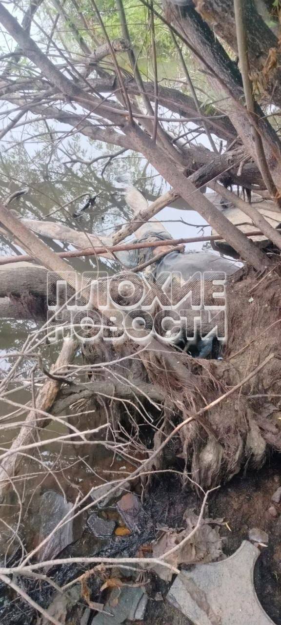 RANDOM GORE PICTURES FROM MURDER TO SUICIDE