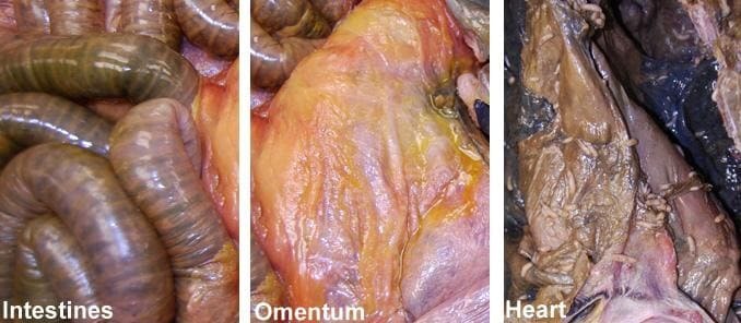 ¿¿¿¿ MEGA GORE PICTURES DROP ¿¿¿¿