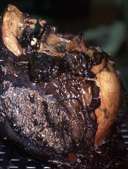 ¿¿¿¿ MEGA GORE PICTURES DROP ¿¿¿¿