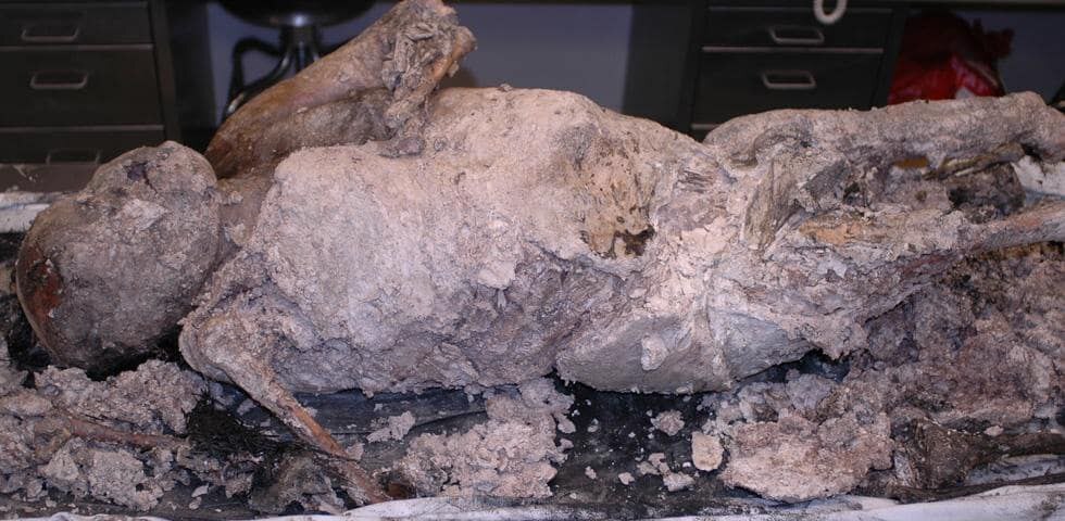 ¿¿¿¿ MEGA GORE PICTURES DROP ¿¿¿¿