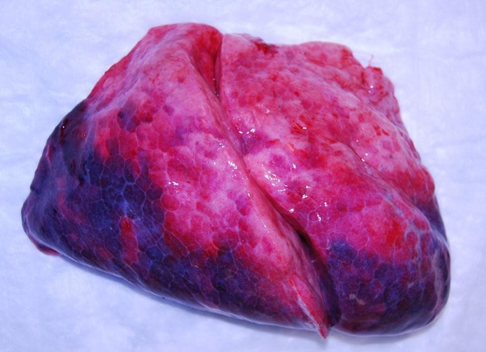 ¿¿¿¿ MEGA GORE PICTURES DROP ¿¿¿¿