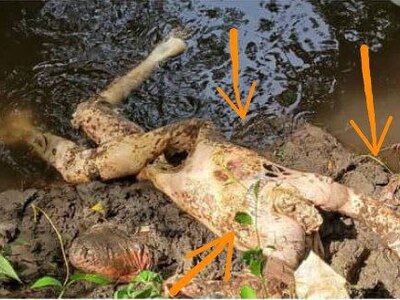 25-Year-Old Man Gets Found Killed On Right Bank Of River