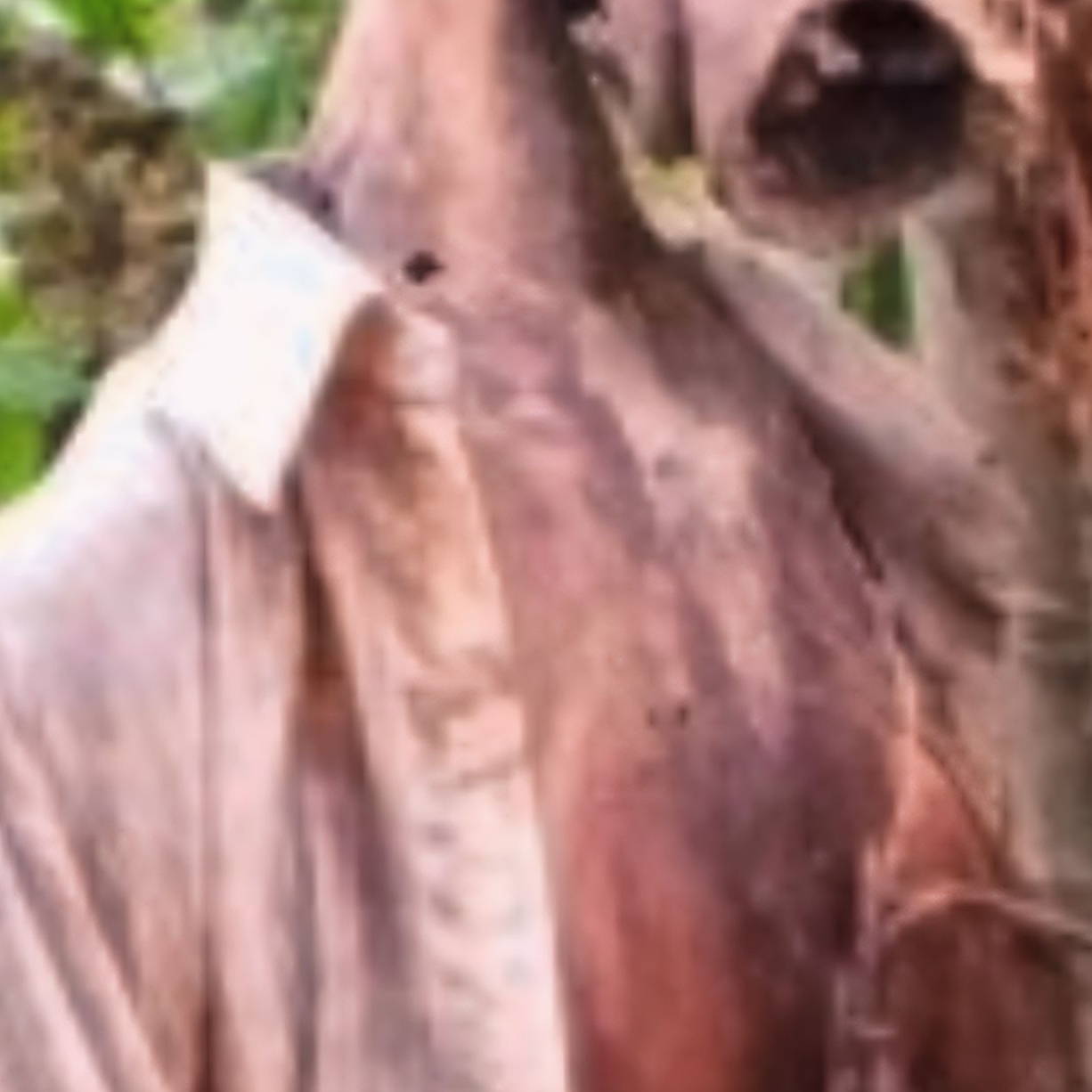 Decomposed Corpse In Woods