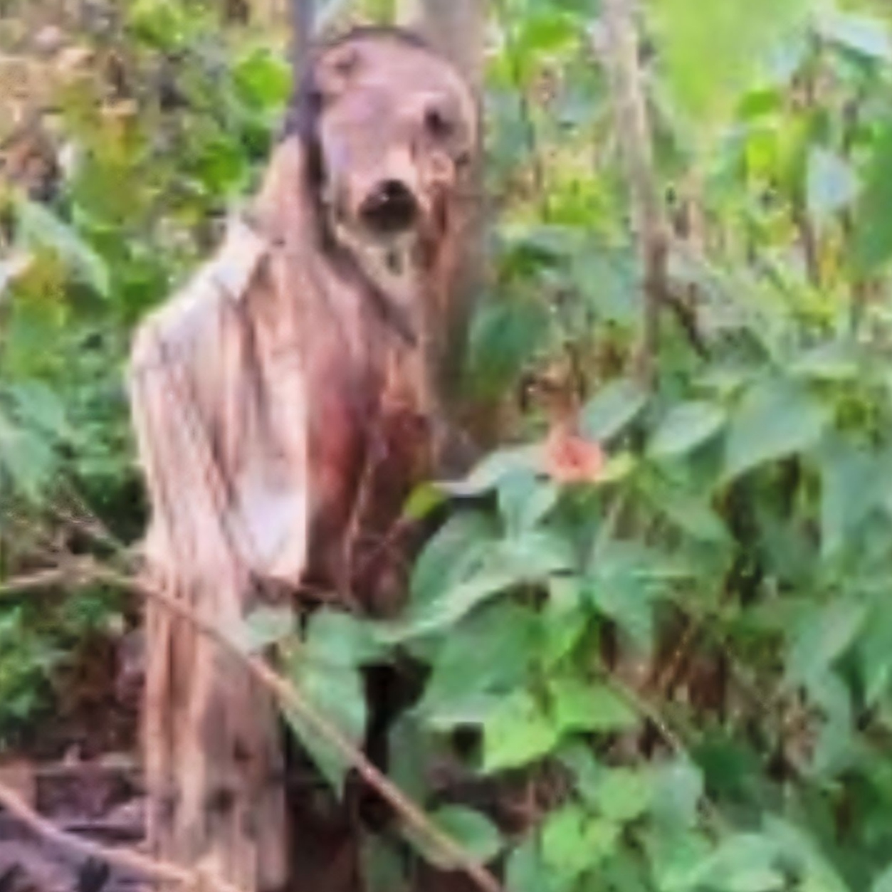 Decomposed Corpse In Woods