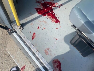 Don't Trust Stray Dogs