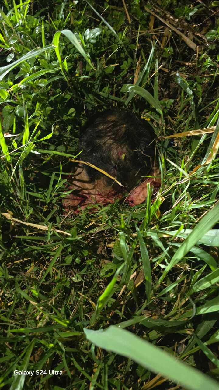 AFTERMATH : PEDESTRIAN HIT BY A SPEEDING CAR