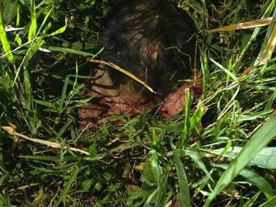 AFTERMATH : PEDESTRIAN HIT BY A SPEEDING CAR