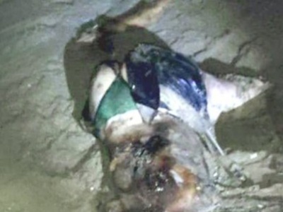 DRUG RUNNER EX-BOYFRIEND SHOWED HER NO MERCY