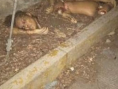 Mexican woman decapitated by drug cartel 