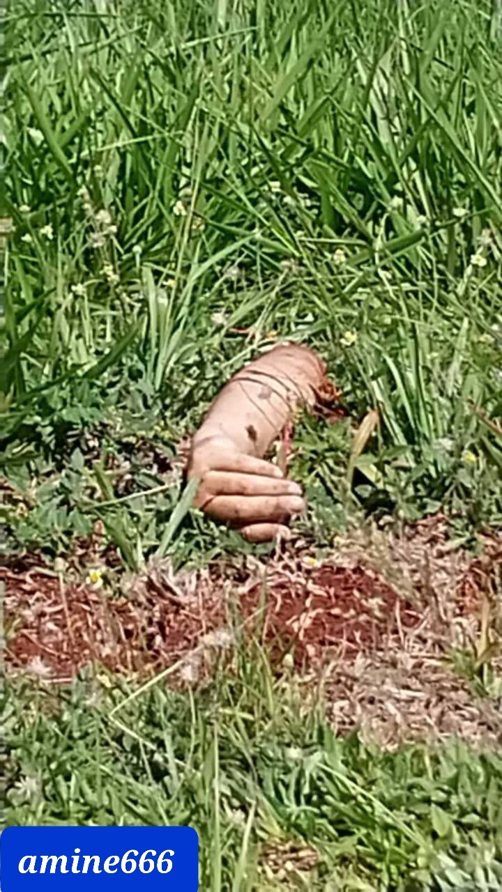 Couple horrifically killed in brutal accident wife split in half