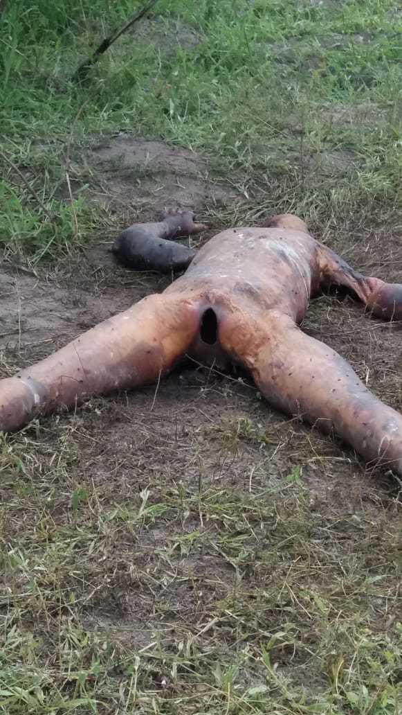 Corpse with burns and brutalized