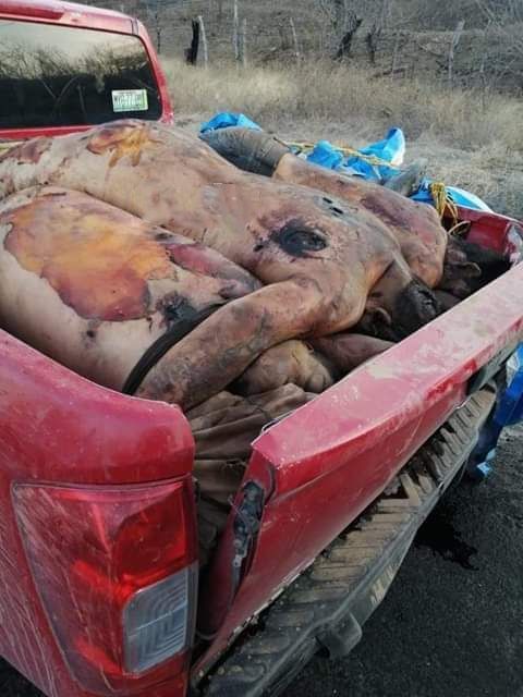 THE MICHOACAN FAMILY