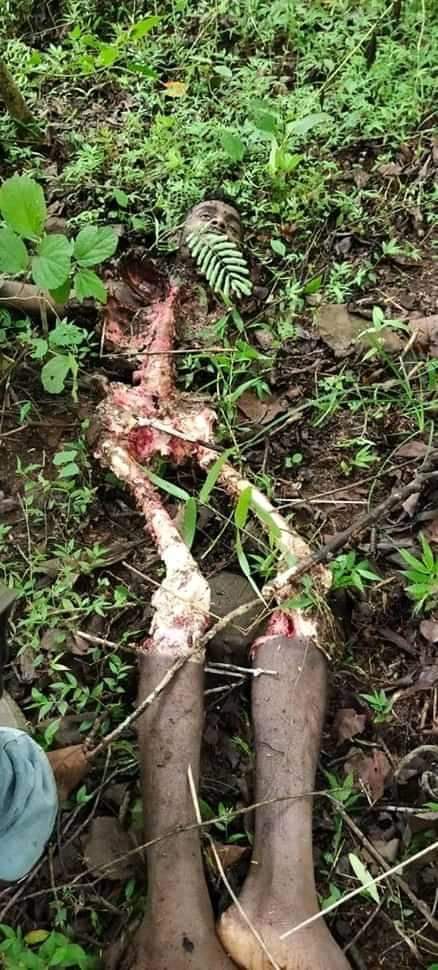 Man Becomes Snack for a Tiger (Pictures)