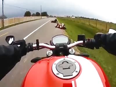 Damn, Steve used as a speedhump. 