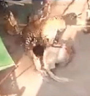 Don't Fuck With Leopards!