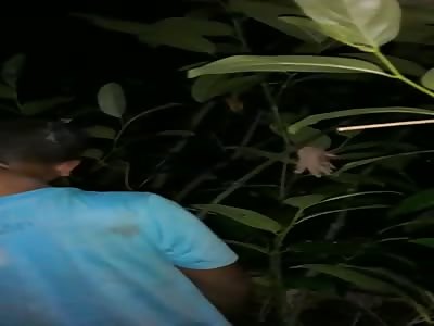 man commits suicide in the tree