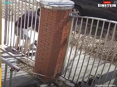 idiot attack by dog and no reason