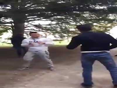 Adorable Street Fight Breaks Out In Sweden