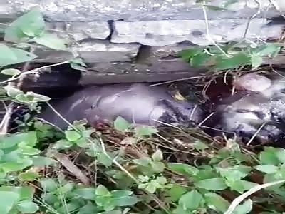 Man's body in a state of putrefaction.