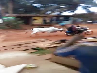 White racist cow attacks black people.