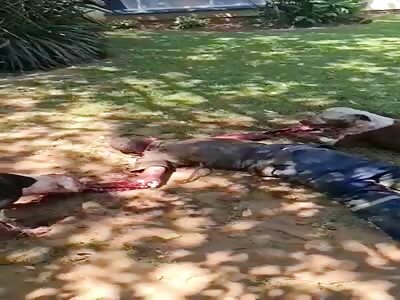 Thief Killed and Eaten by Dogs