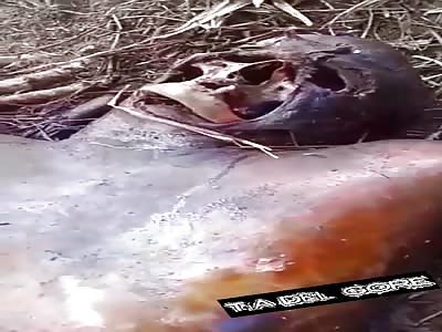 Rotten corpse found in the forest - La Tía Del Gore 