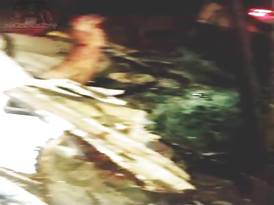 Bus vs tree (aftermath)