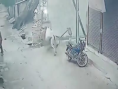 Old man dies in bull attack