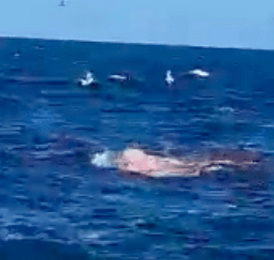 Swimmer Dies In First Fatal Shark Attack In Sydney 